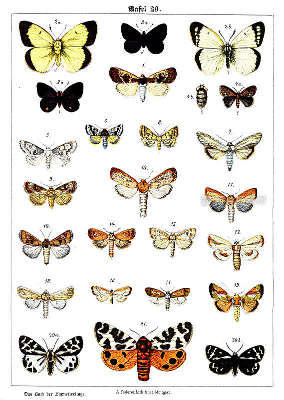 蝴蝶在白色背景29，彩色插图