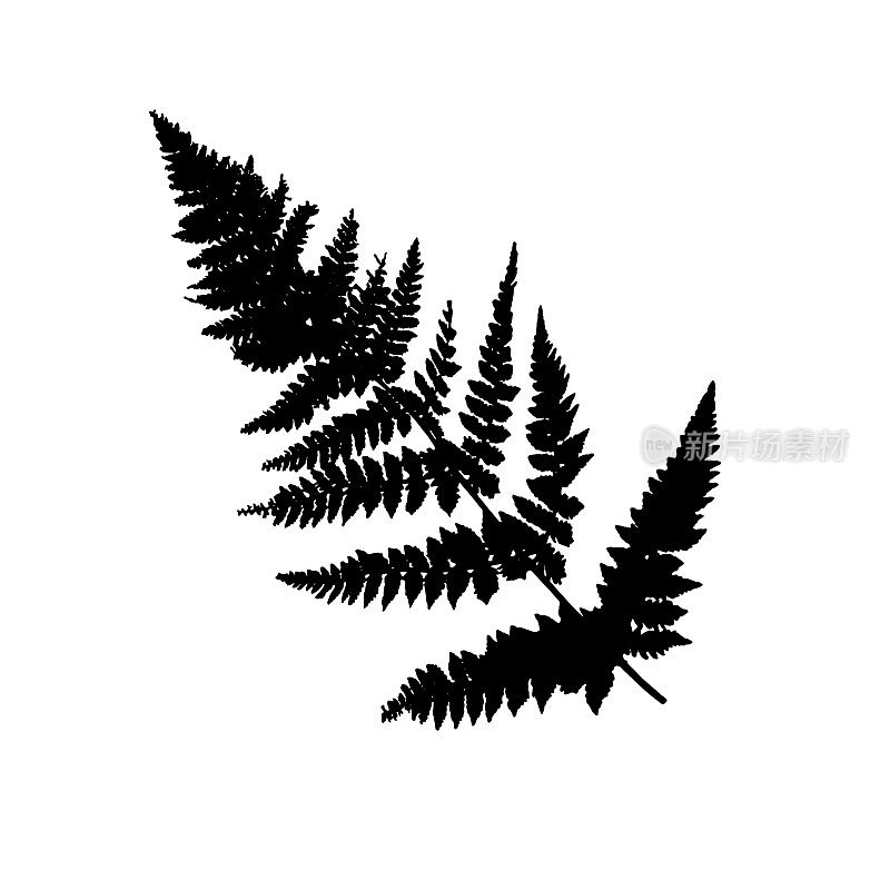 蕨类植物的植物成分。自然森林草药。黑色剪影矢量插图孤立在白色背景上。