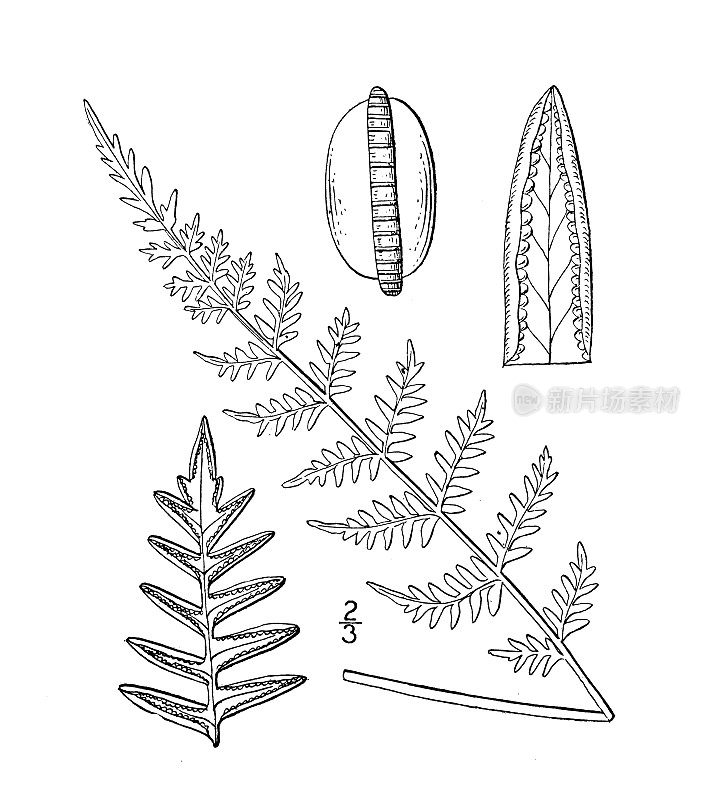 古植物学植物插图:阿拉巴马唇蕨