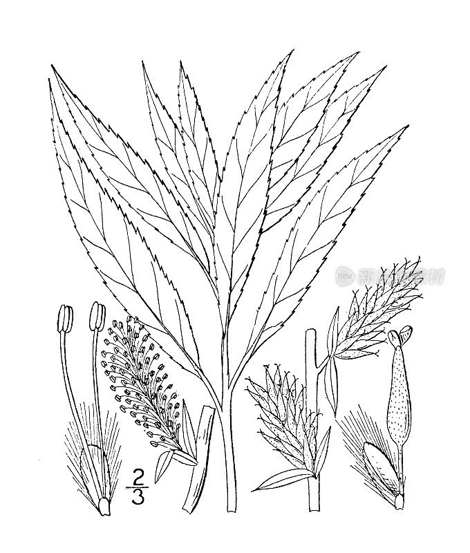 古植物学植物插图:小叶柳、柳条
