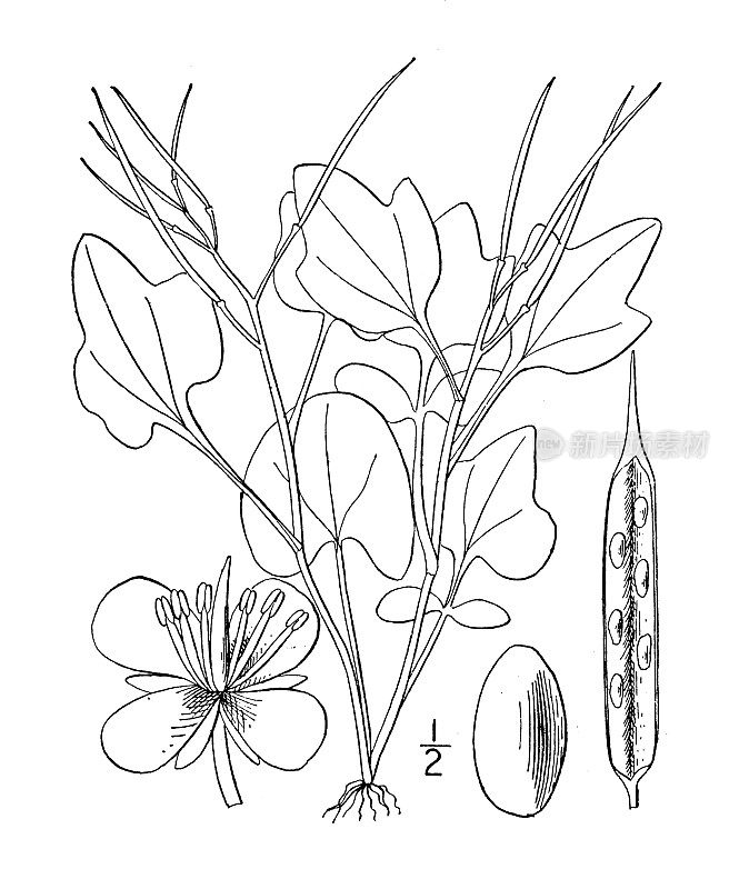 古植物学植物插图:小豆蔻，铁线莲，山苦芥