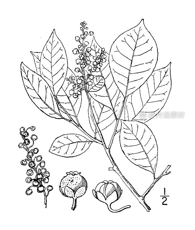古植物学植物插图:女贞树，仙女座女贞