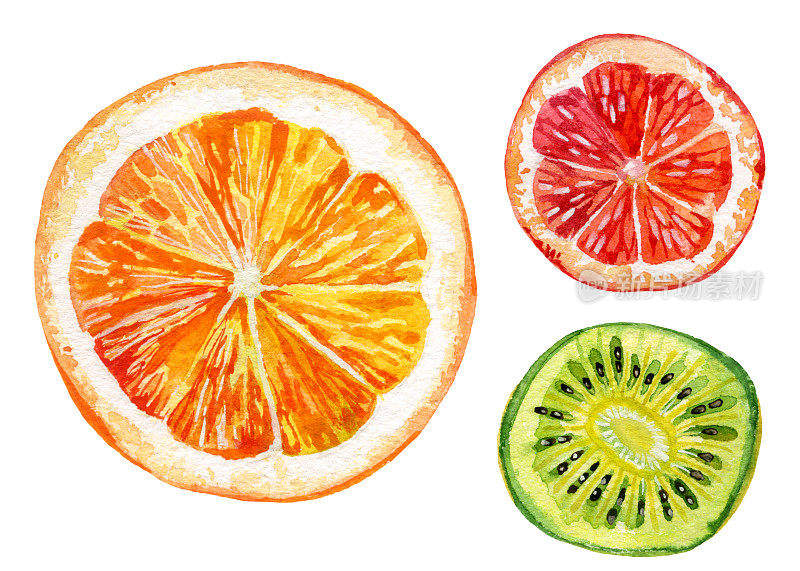 水彩一套新鲜的橙子，猕猴桃和葡萄柚