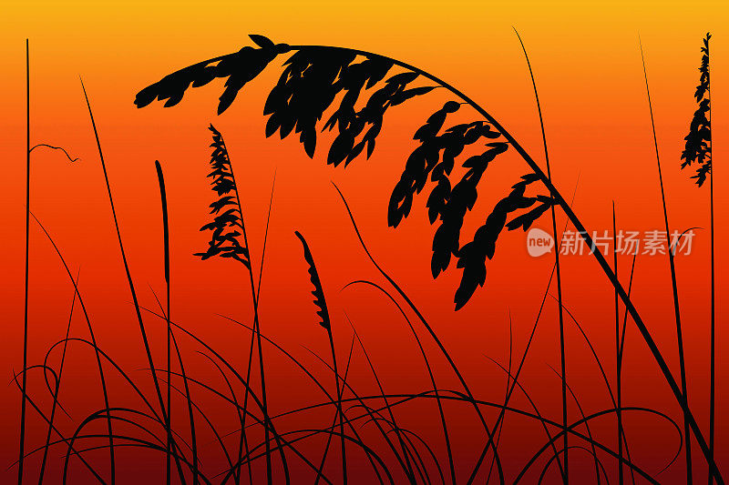 日落上的海燕麦和芦苇
