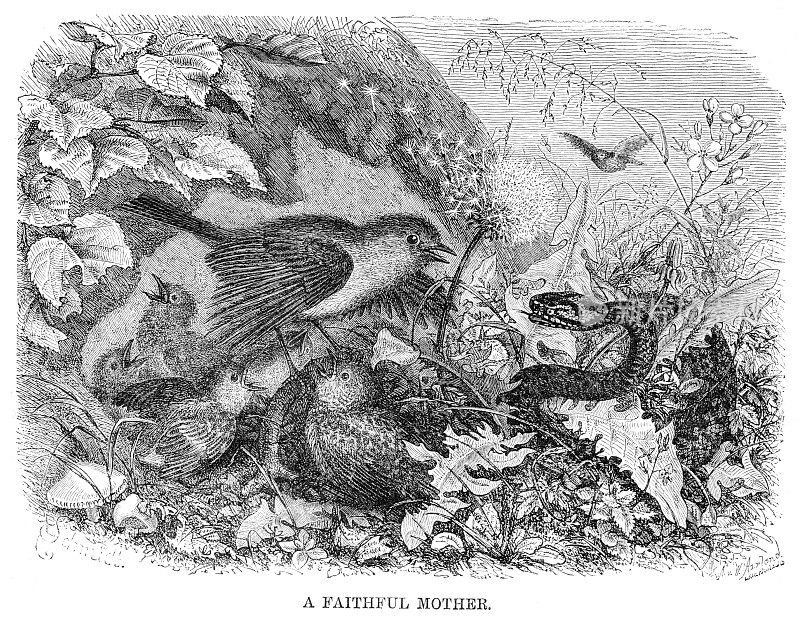 维多利亚时代的插图，一条毒蛇攻击一窝小鸟，标题为“忠实的母亲”。