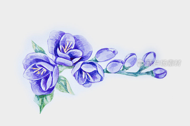 白色背景上美丽的紫罗兰色小苍兰素描。
