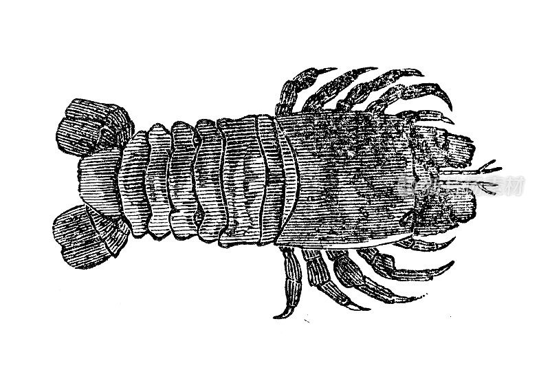 古代海洋动物雕刻插图:马蹄螺
