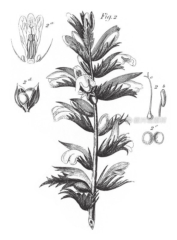 熊爪，刺属植物，橄榄，马鞭草，薄荷，无花果和龙葵家族雕刻古董插图，1851年出版