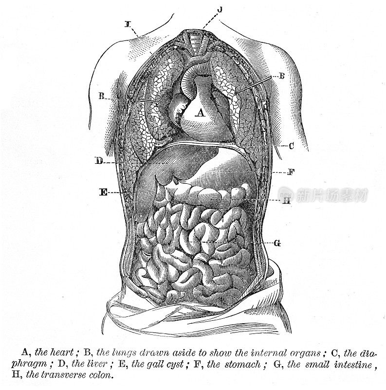 心肺雕刻解剖学1872年
