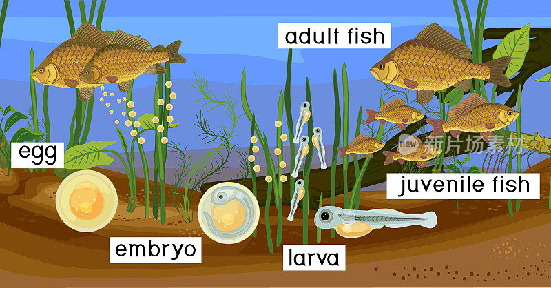 池塘生态系统和鱼类的生命周期。自然生境中鲫鱼(Carassius)淡水鱼从卵到成鱼的发育阶段顺序