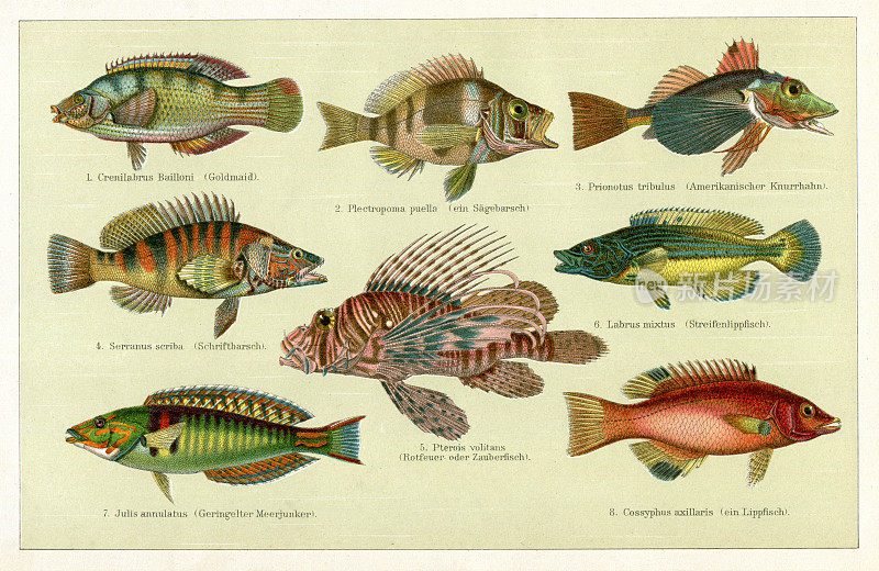 濑鱼、鳍鱼、狮子鱼和其他五颜六色的鱼画了1898年