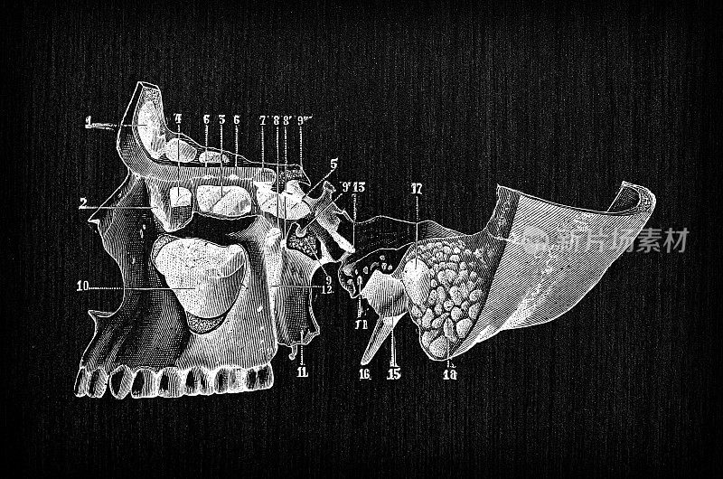 人体解剖骨骼古董插图，头骨:眼眼眶，下巴，鼻子