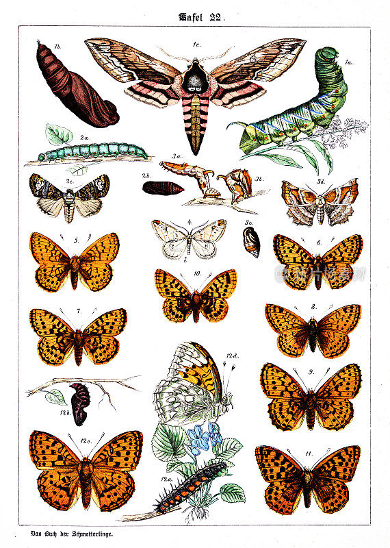 蝴蝶在白色背景22，彩色插图