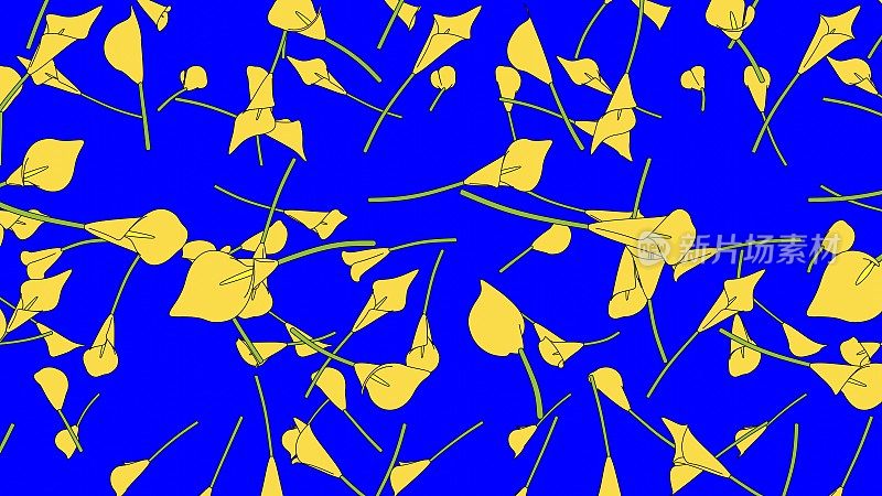 黄色马蹄莲百合花在蓝色色度键背景。