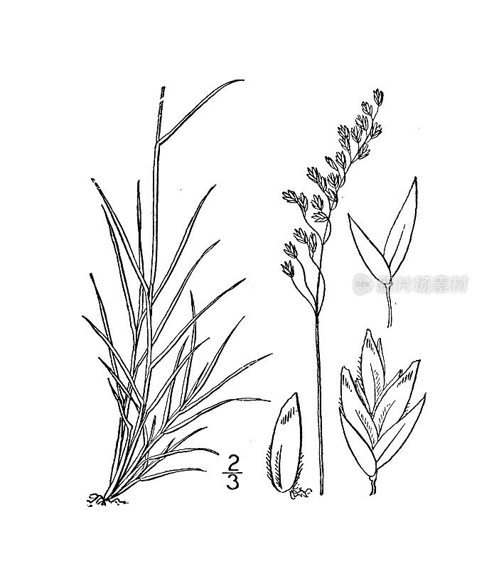 古植物学植物插图:宝拉松，山矛草