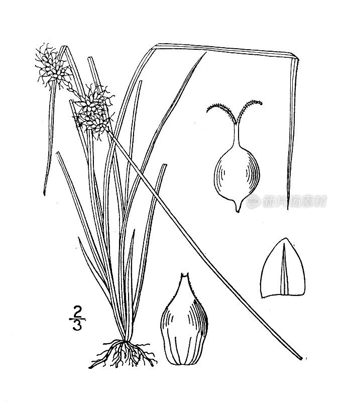 古植物学植物插图:苔草内部，内陆莎草