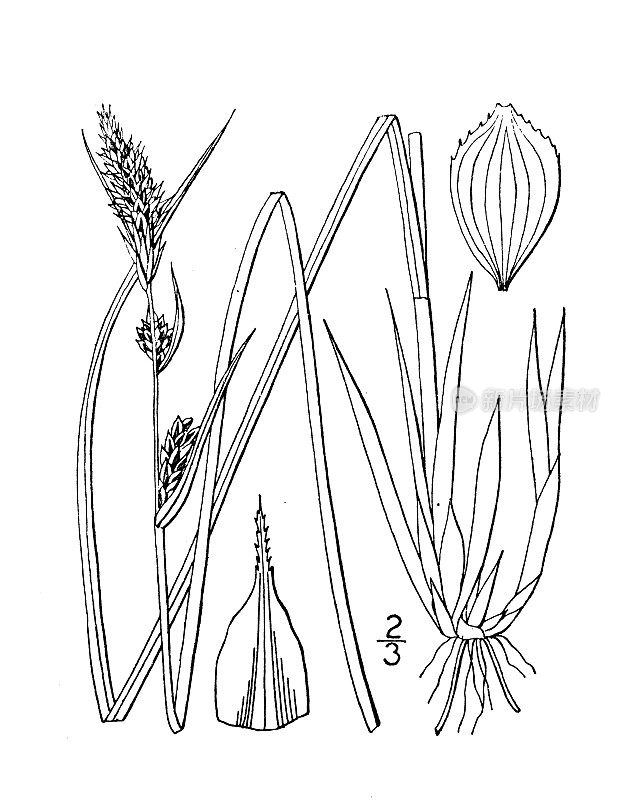 古植物学植物插图:苔草、棕莎草