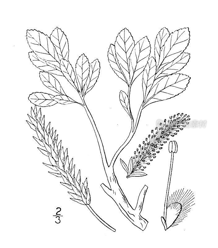 古植物学植物插图:柳树、熊果柳