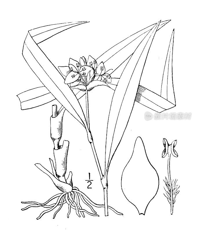 古董植物学植物插图:蒙大拿紫茉莉，山蜘蛛草