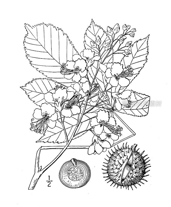 古植物学植物插图:七叶树、七叶树