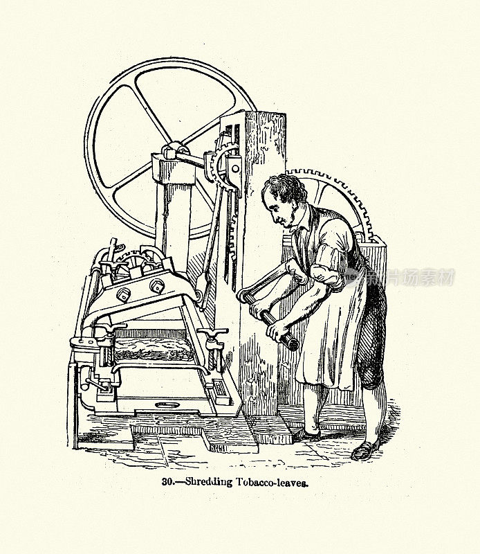 工人使用工业碎纸机，切碎烟叶，维多利亚时代，19世纪，50年代