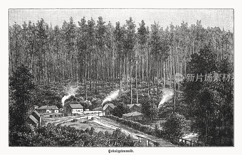 澳大利亚桉林，木刻，1899年出版