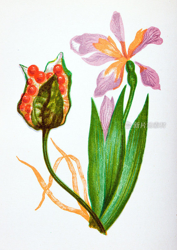 野花的古董植物学插图:臭鸢尾，鸢尾foetidissima