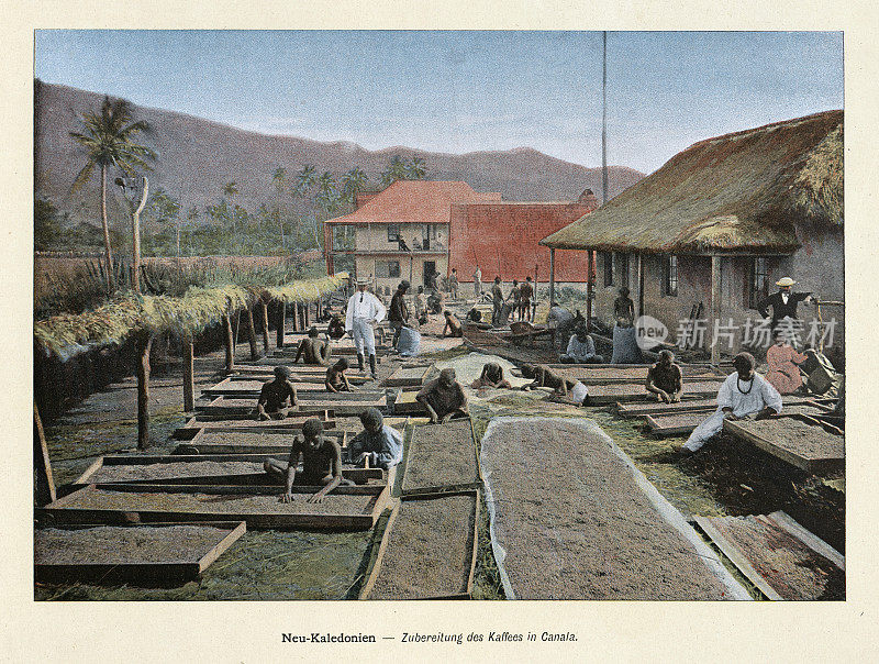 咖啡种植园，分拣和烘干咖啡豆，卡纳拉，新喀里多尼亚，19世纪90年代的历史，19世纪，古着照片