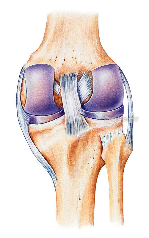 膝盖解剖学，背部视图