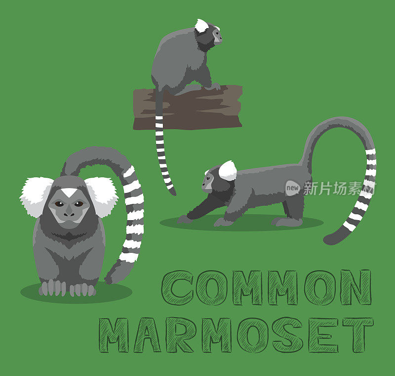 猴子普通狨猴卡通矢量插图