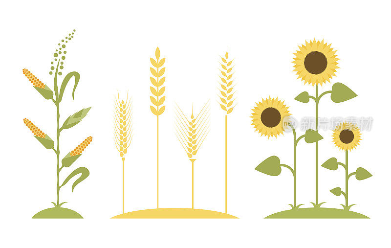麦田。向日葵图标卡通。玉米树矢量插图。平面设计。农业符号。概念为有机产品标签、收获与农业、谷物、烘焙、健康食品。