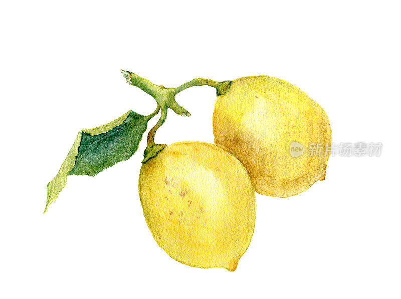两个柠檬。水彩植物插图