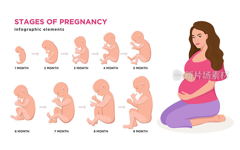 孕妇和胚胎发育月月周期从1至9个月到出生与胚胎图标医学信息图元素隔离在白色背景，矢量平面插图集