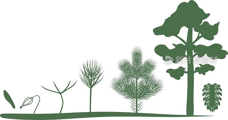 从种子到成熟的松树生长阶段的绿色剪影