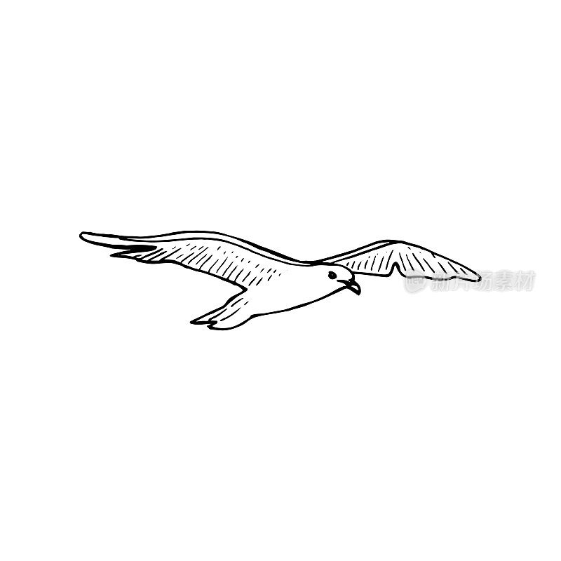 展翅盘旋的海鸥鸟，笔墨写生，常见的翱翔的海鸥鸣叫，