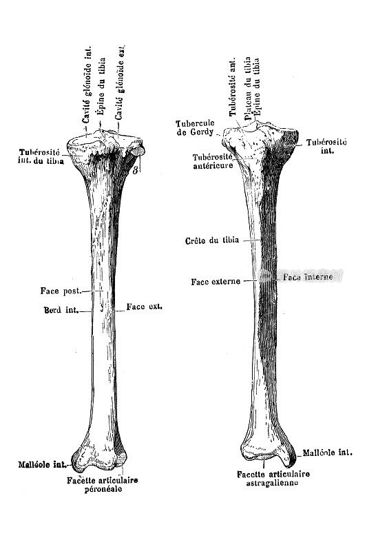 人体解剖学骨骼:胫骨