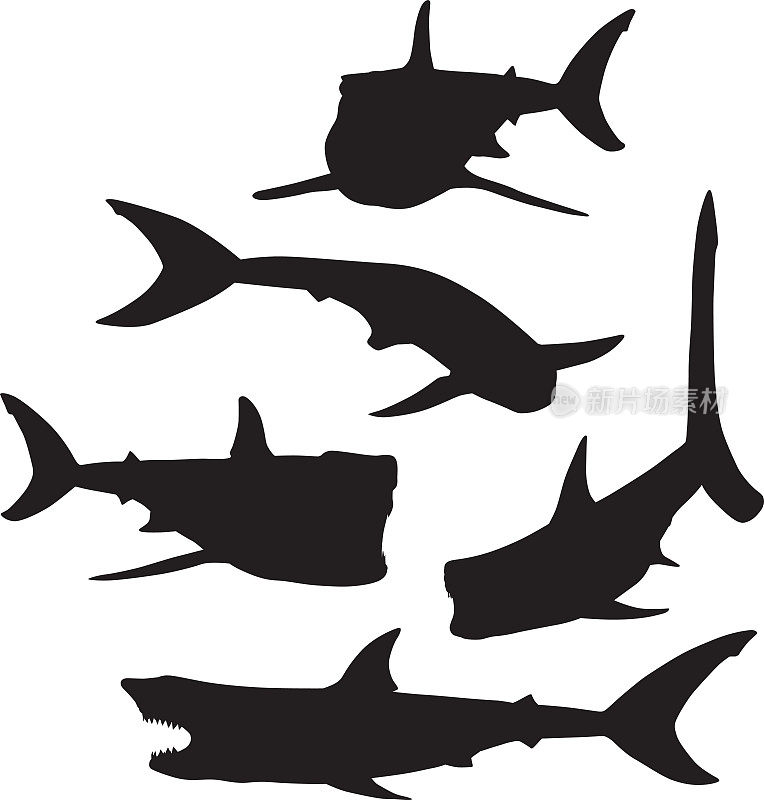 鲨鱼轮廓