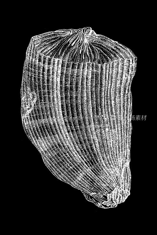 角壳蛤是一种化石咸水蛤，已灭绝的海生双壳贝类软体动物