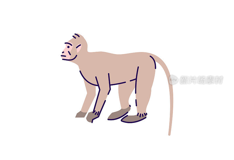 猴子站立半平RGB彩色矢量插图