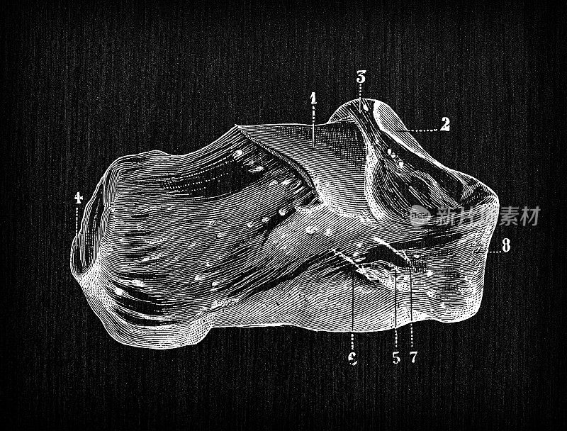 人体解剖骨骼古玩插图:跟骨
