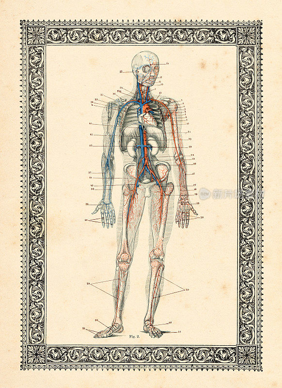 血液循环人体解剖图1896年