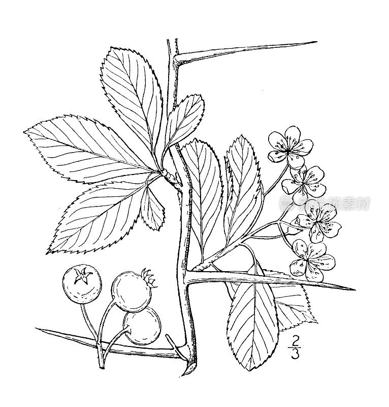 古植物学植物插图:山楂，鸡巴刺