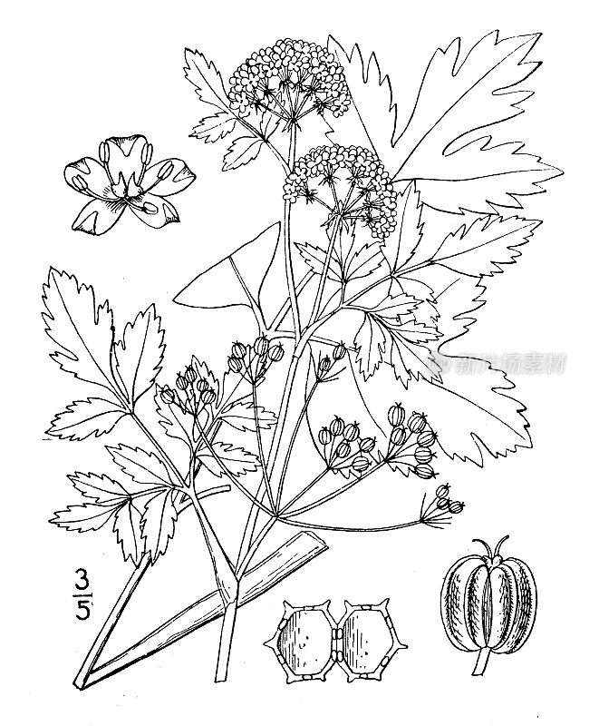 古植物学植物插图:青豆，芹菜