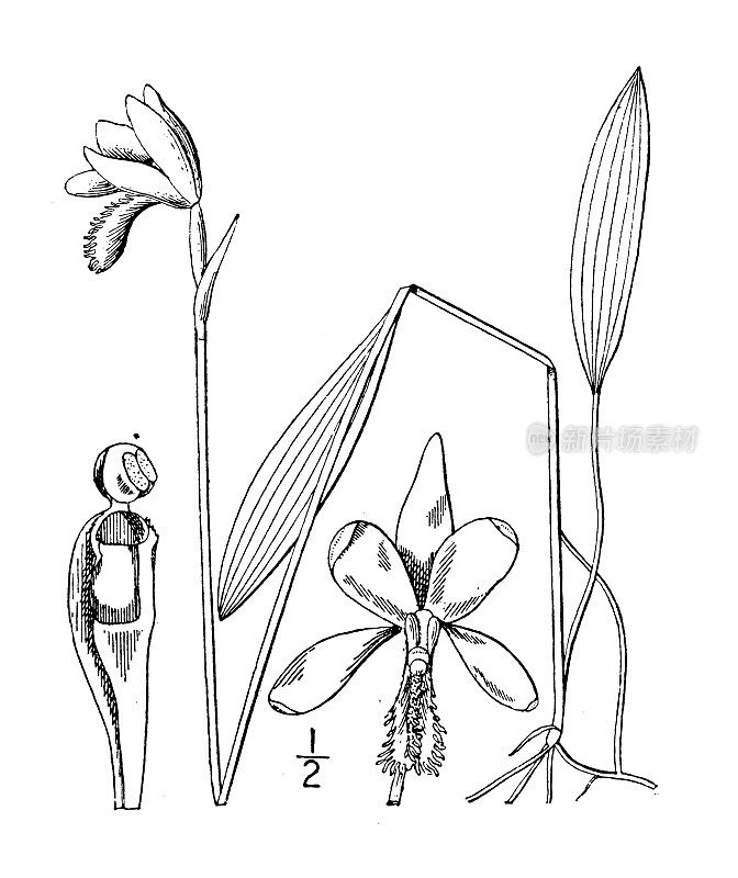 古植物学植物插图:水仙花、玫瑰水仙花、蛇嘴