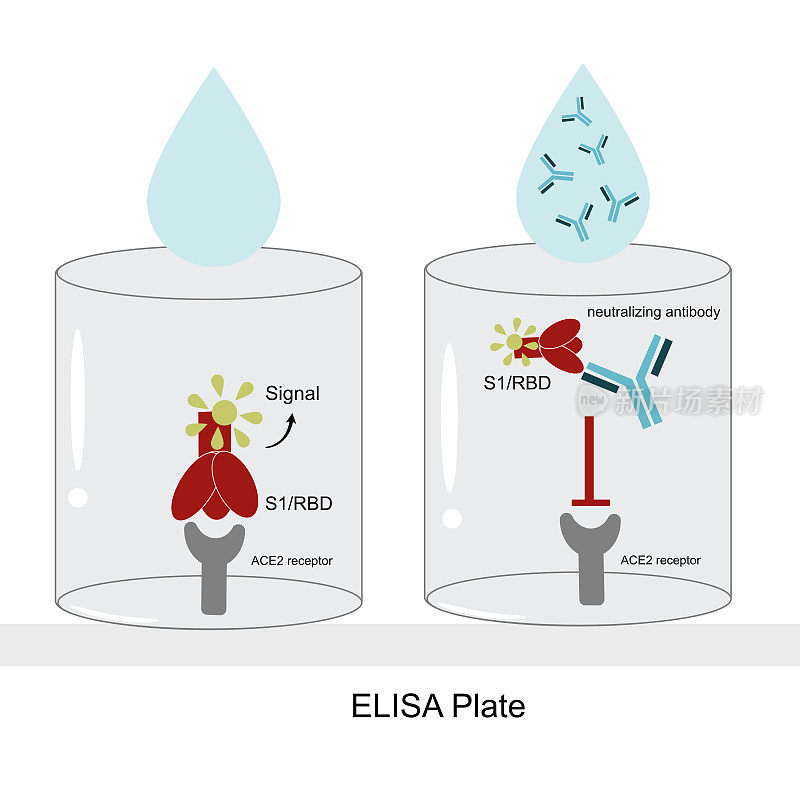 中和抗体检测用孔板替代病毒中和试验(竞争性ELISA)的近距离观察
