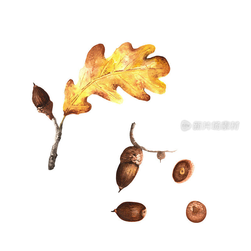 用橡子画的水彩橡树叶。孤立的元素秋季水彩插图集。