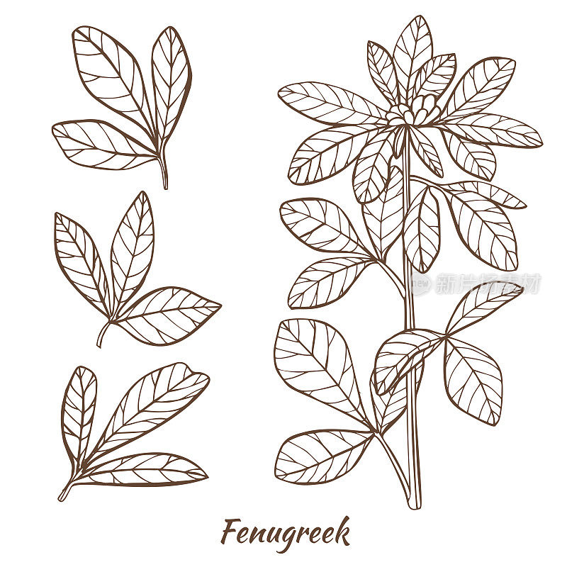 胡芦巴植物和树叶的手绘风格