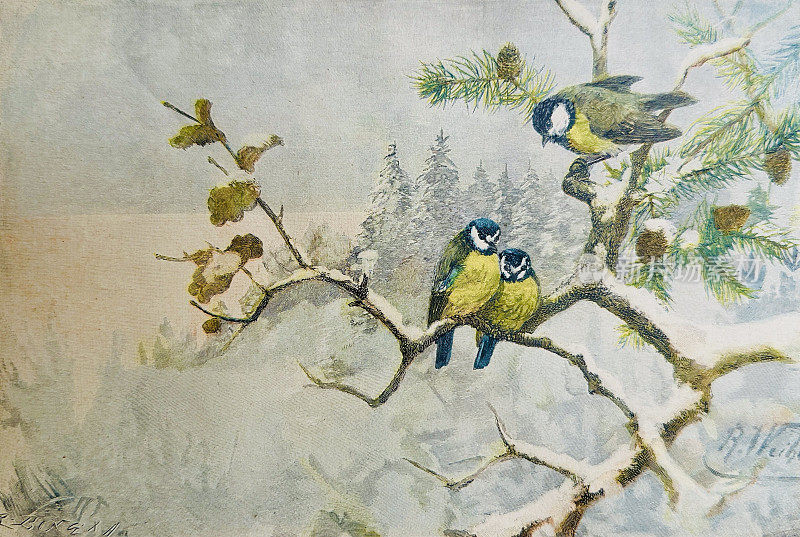 冬日树枝上的蓝山雀和大山雀
