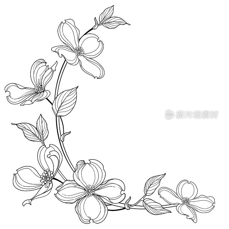 角束轮廓美国山茱萸或山茱萸佛罗里达花和叶子在黑色孤立的白色背景。