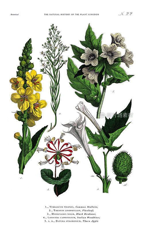 古董植物雕刻，植物王国的历史，维多利亚植物插图，板22，大约1853年